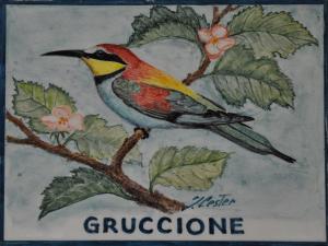 Gruccione