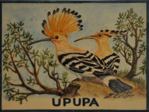 Upupa