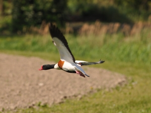 La tenuta Zorz - L'avifauna